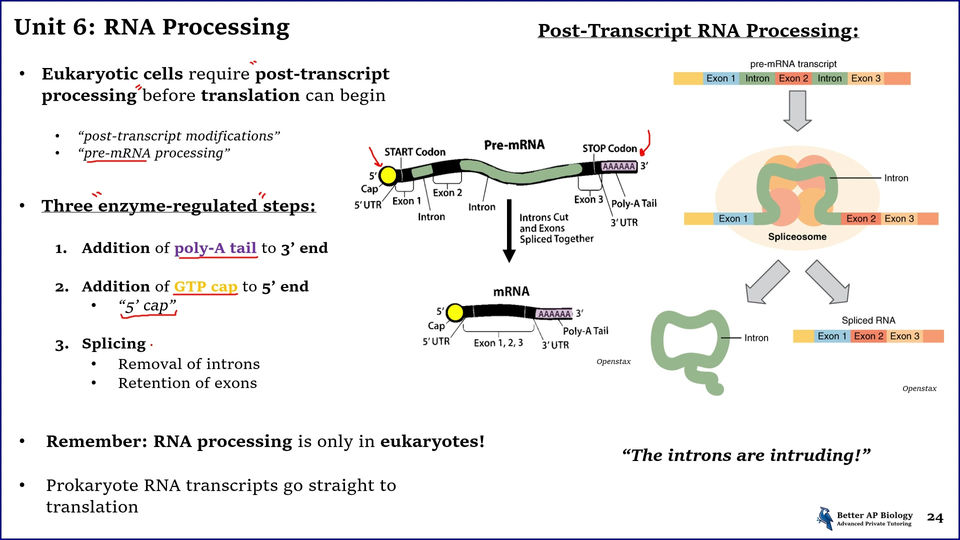 L3- Transcription and RNA Processing